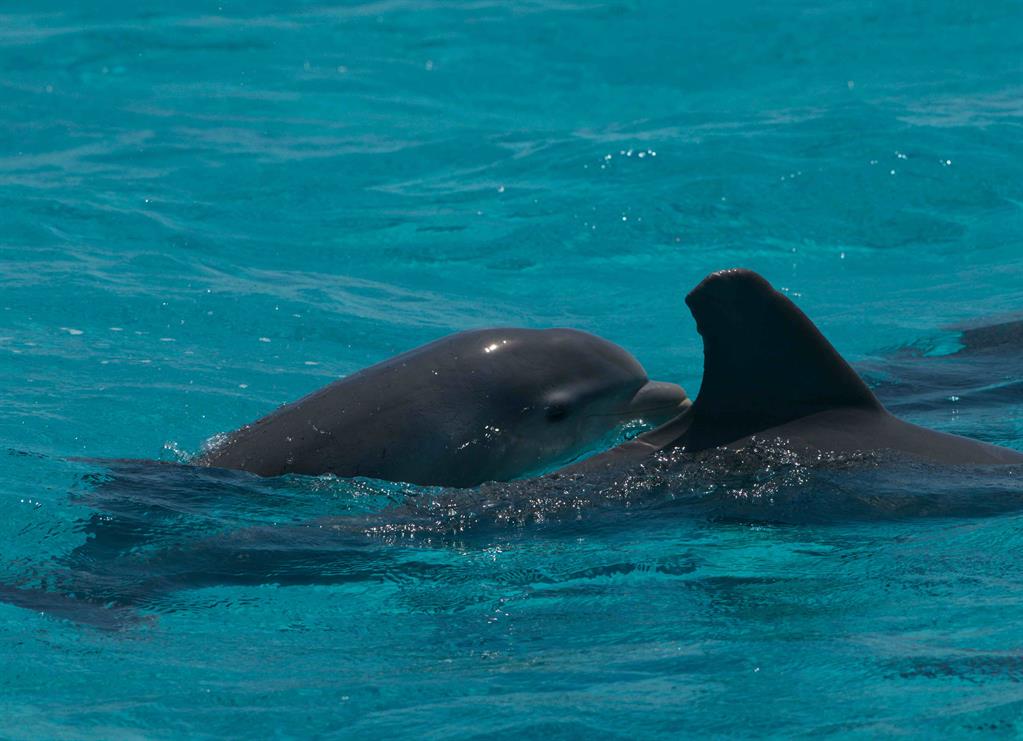 Guy Impaled By Dolphin