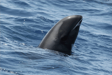 Melon-headed whale