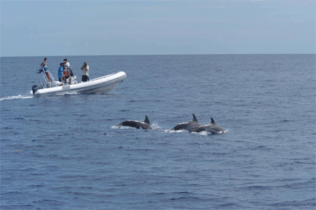 Rough-toothed dolphins